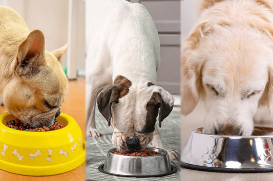 3 dogs eating from a bowl