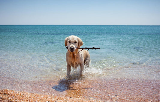 Psi in morje - Lačne Tačke