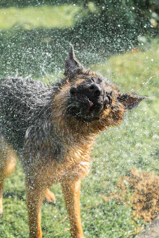 Psi in vročina ☀️🐶 - Lačne Tačke