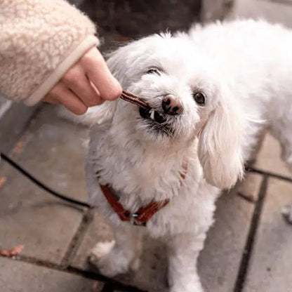 White small Dog eating Dental Chews from Buddy - Venison divjačina